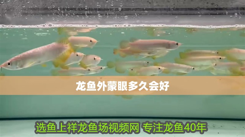 龍魚外蒙眼多久會好