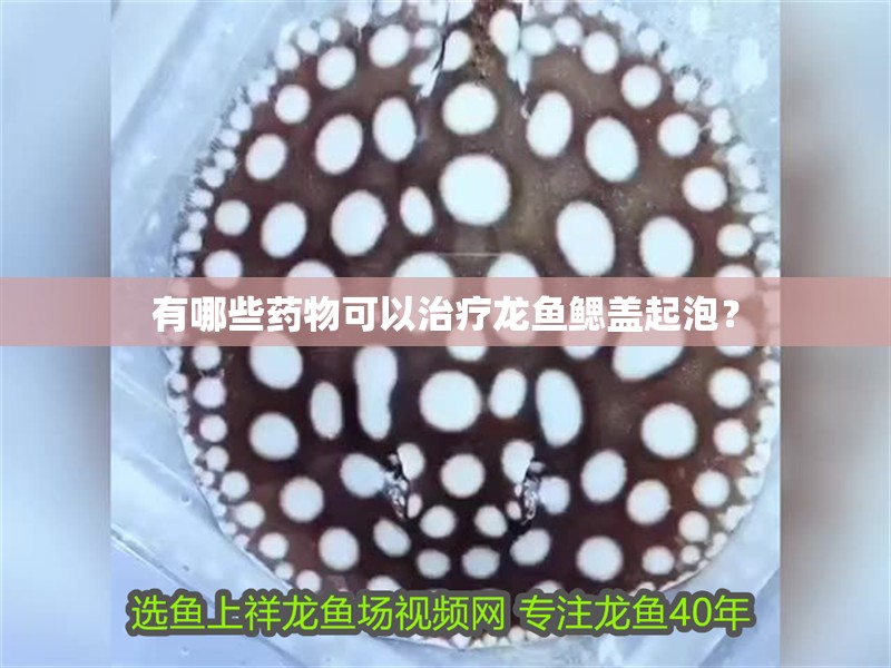 有哪些藥物可以治療龍魚鰓蓋起泡？