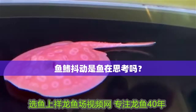 魚鰭抖動是魚在思考嗎？ 魚鰭抖動是魚在思考嗎？ 龍魚百科