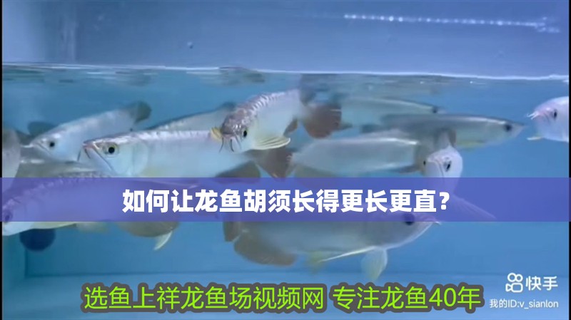如何讓龍魚胡須長得更長更直？