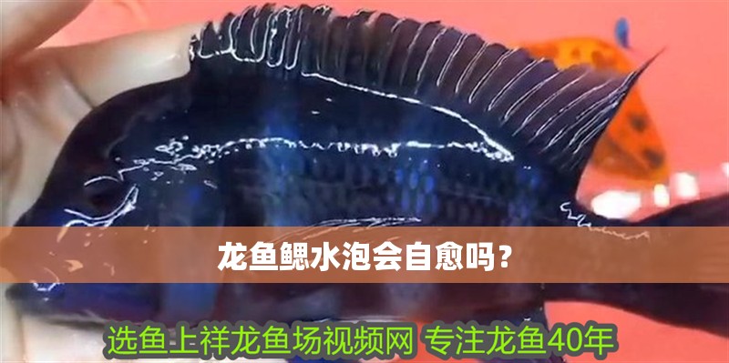 龍魚鰓水泡會自愈嗎？