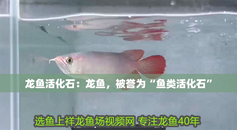 龍魚活化石:龍魚,被譽為“魚類活化石” 龍魚百科 第2張 龍魚活化石:龍魚,被譽為“魚類活化石” 龍魚活化石:龍魚,被譽為“魚類活化石” 龍魚百科 第2張
