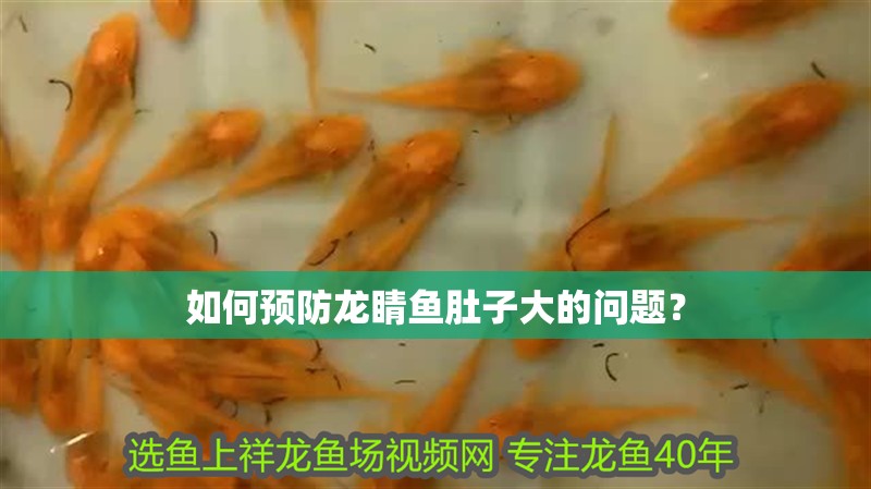 如何預(yù)防龍睛魚肚子大的問題？