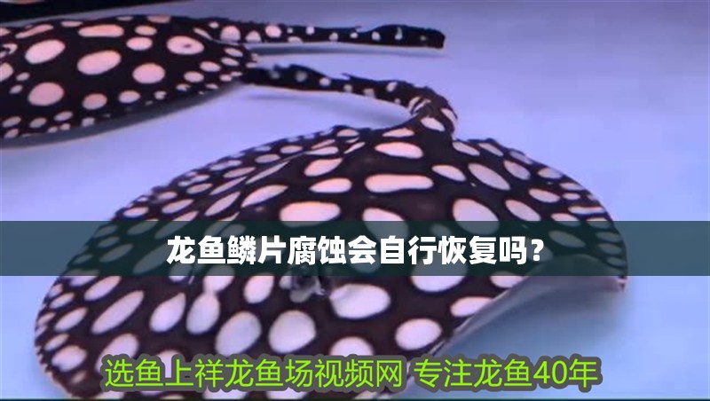 龍魚(yú)鱗片腐蝕會(huì)自行恢復(fù)嗎？