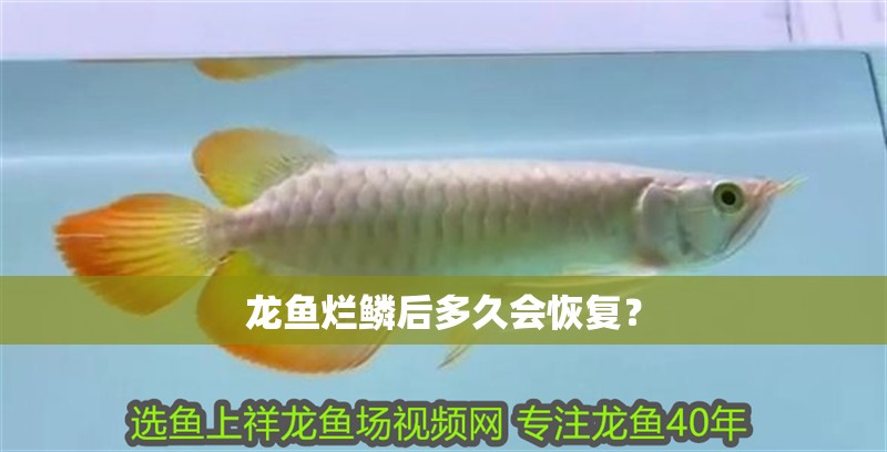 龍魚爛鱗后多久會(huì)恢復(fù)？