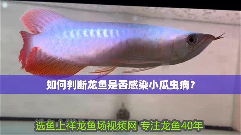 如何判斷龍魚是否感染小瓜蟲病？