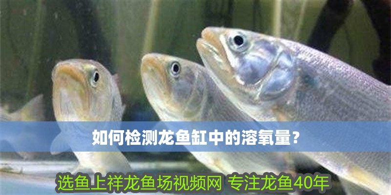 如何檢測(cè)龍魚缸中的溶氧量？