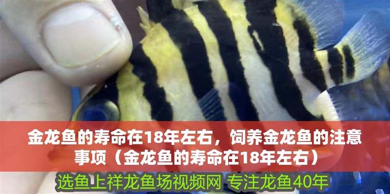 金龍魚的壽命在18年左右，飼養金龍魚的注意事項（金龍魚的壽命在18年左右）