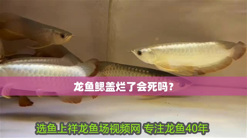 龍魚鰓蓋爛了會死嗎？