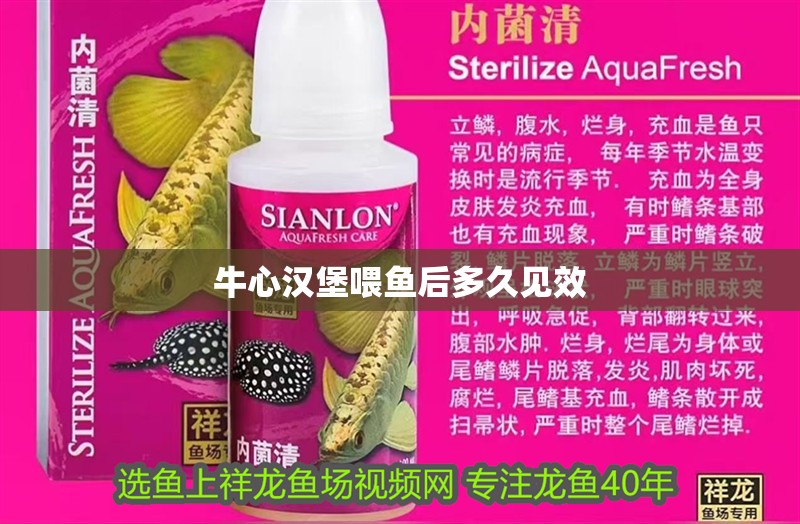 牛心漢堡喂魚后多久見效