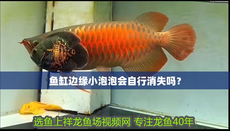 魚缸邊緣小泡泡會自行消失嗎？