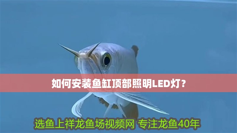 如何安裝魚缸頂部照明LED燈？