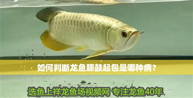 如何判斷龍魚腮鼓起包是哪種病？