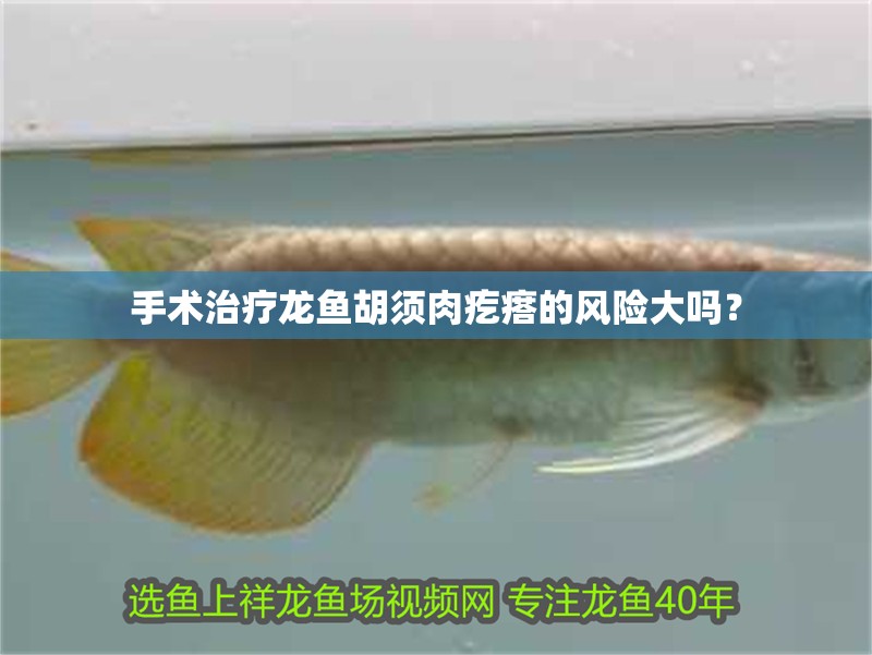 手術(shù)治療龍魚胡須肉疙瘩的風(fēng)險大嗎？