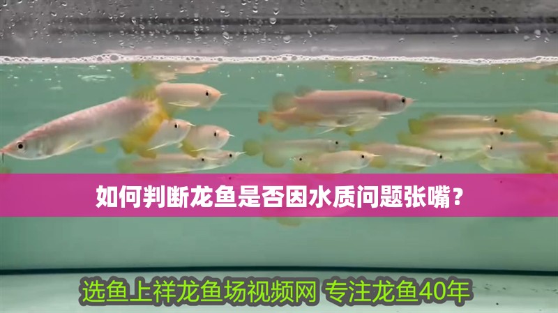 如何判斷龍魚是否因水質問題張嘴？
