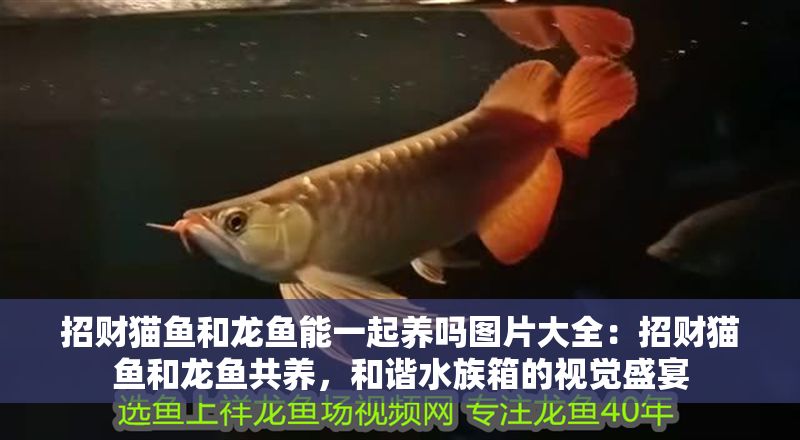招財貓魚和龍魚能一起養嗎圖片大全：招財貓魚和龍魚共養，和諧水族箱的視覺盛宴