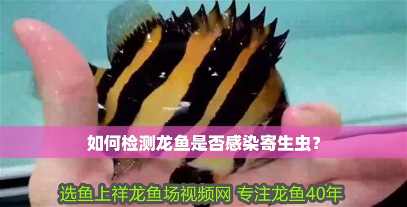 如何檢測龍魚是否感染寄生蟲？