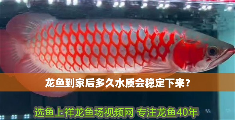 龍魚到家后多久水質會穩定下來？ 龍魚到家后多久水質會穩定下來？ 龍魚百科