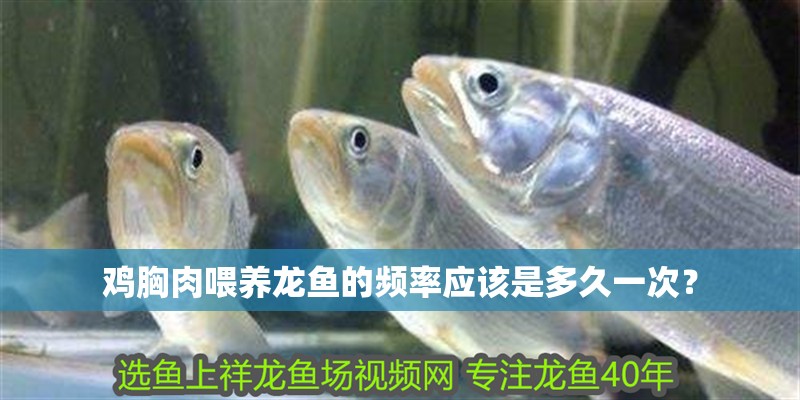 雞胸肉喂養(yǎng)龍魚的頻率應(yīng)該是多久一次？