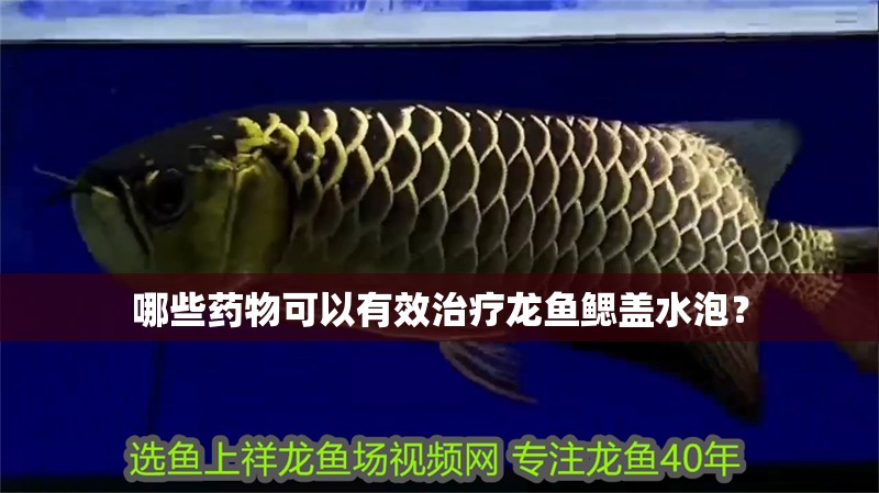 哪些藥物可以有效治療龍魚鰓蓋水泡？
