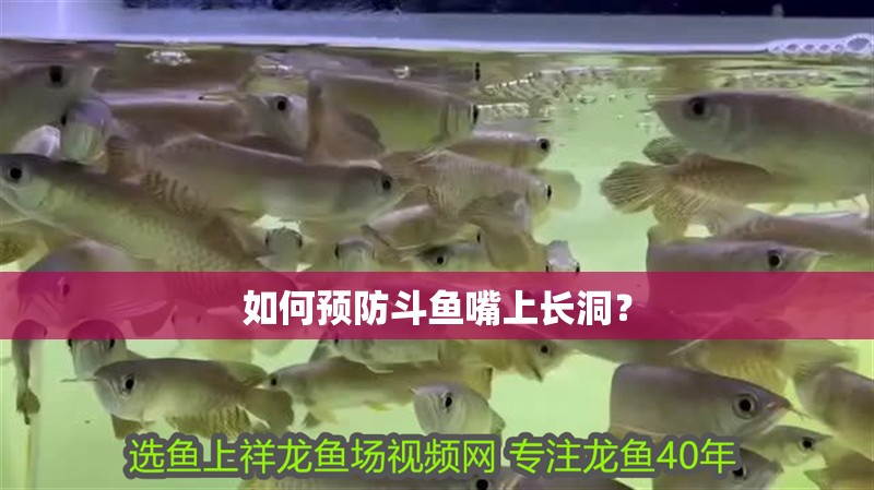 如何預防斗魚嘴上長洞？