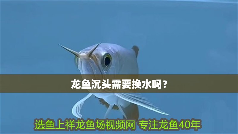 龍魚沉頭需要換水嗎？
