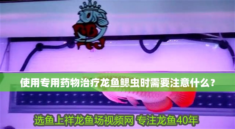 使用專用藥物治療龍魚鰓蟲時需要注意什么？