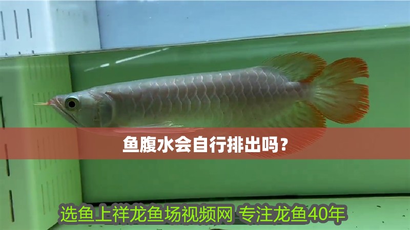 魚腹水會自行排出嗎？ 魚腹水會自行排出嗎？ 龍魚百科
