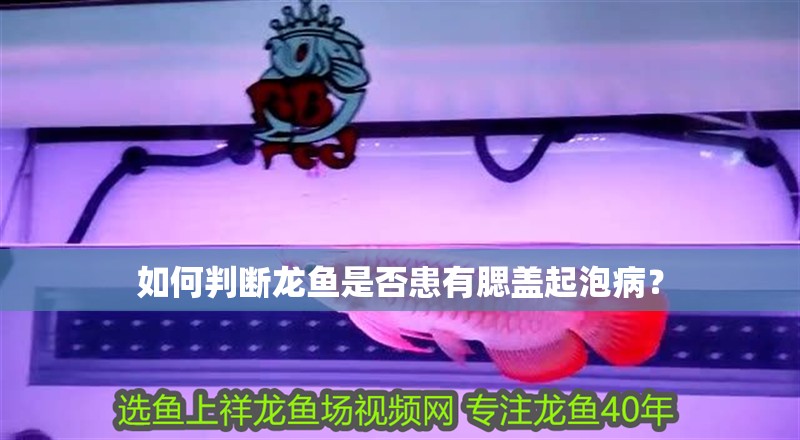 如何判斷龍魚是否患有腮蓋起泡病？