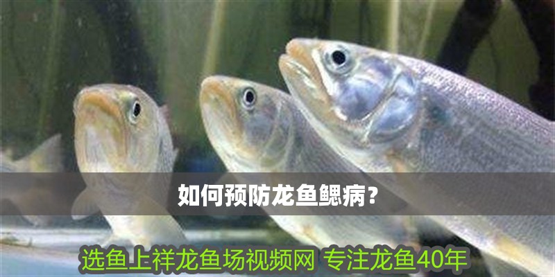 如何預(yù)防龍魚鰓病？