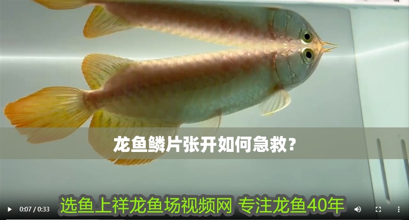 龍魚鱗片張開如何急救？