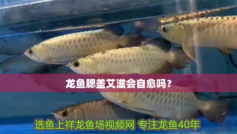 龍魚腮蓋艾滋會自愈嗎？