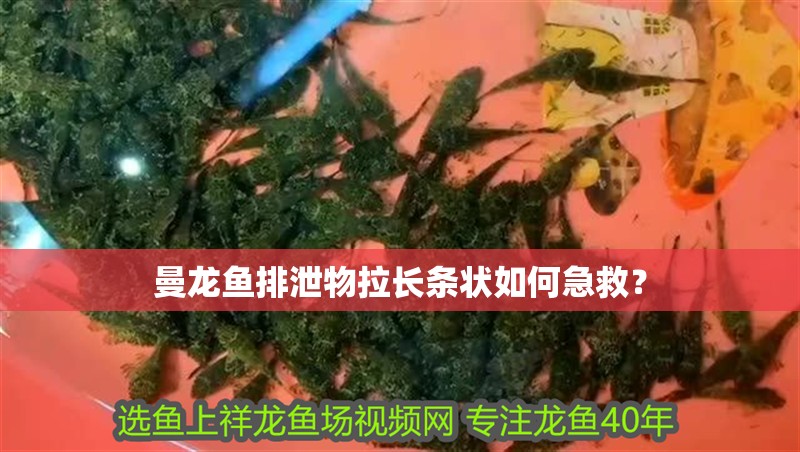 曼龍魚排泄物拉長條狀如何急救？