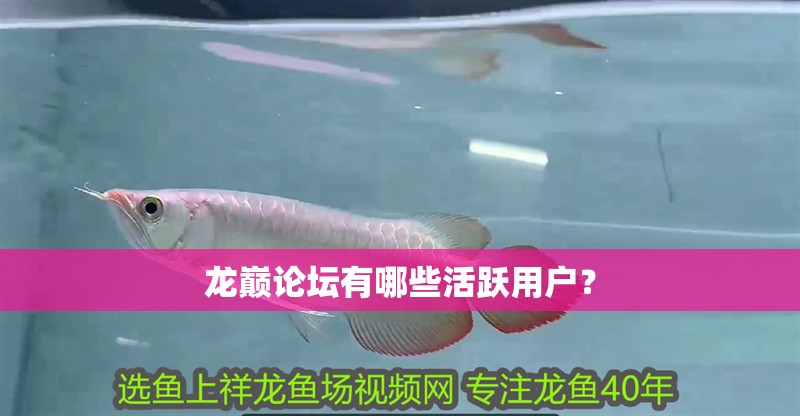 龍巔論壇有哪些活躍用戶？