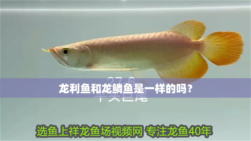 龍利魚和龍鱗魚是一樣的嗎？