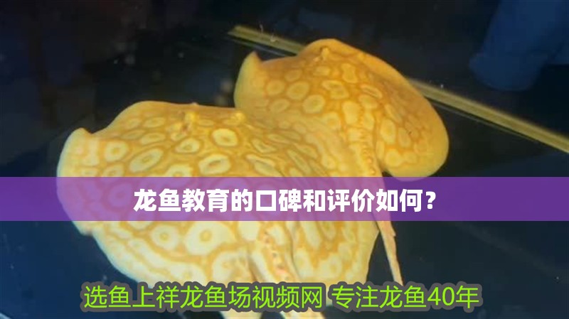 龍魚教育的口碑和評價如何？