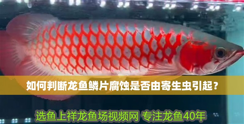 如何判斷龍魚鱗片腐蝕是否由寄生蟲引起？