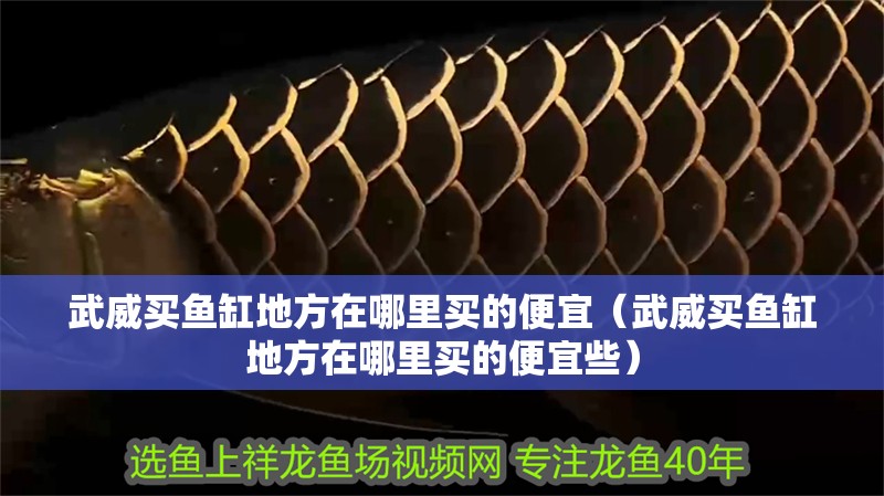 武威買魚缸地方在哪里買的便宜（武威買魚缸地方在哪里買的便宜些）