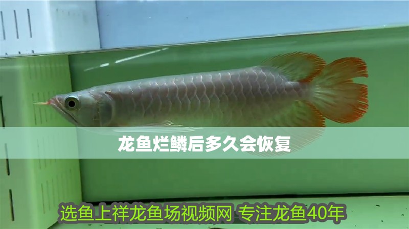 龍魚爛鱗后多久會恢復