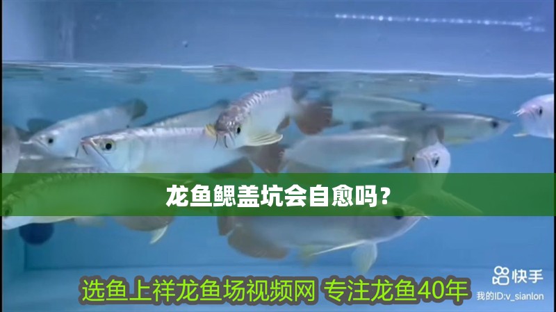 龍魚鰓蓋坑會自愈嗎？