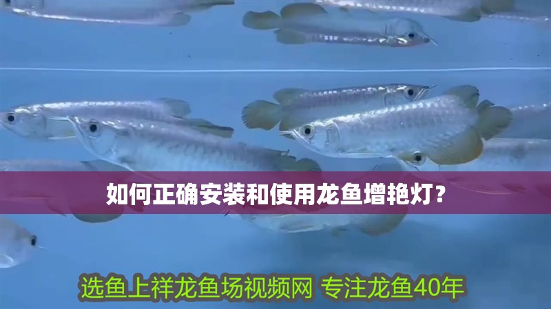如何正確安裝和使用龍魚增艷燈？