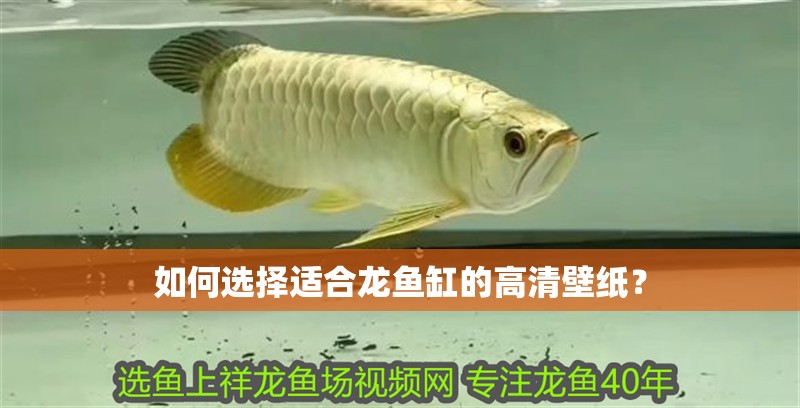 如何選擇適合龍魚缸的高清壁紙？