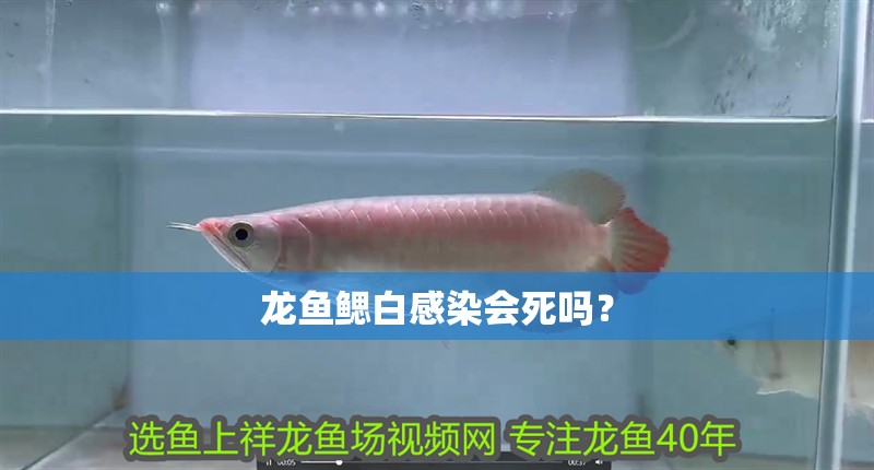 龍魚鰓白感染會死嗎？