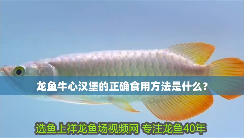 龍魚牛心漢堡的正確食用方法是什么？