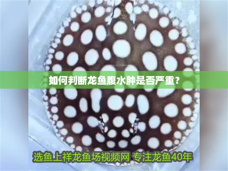 如何判斷龍魚腹水腫是否嚴重？ 如何判斷龍魚腹水腫是否嚴重？ 龍魚百科