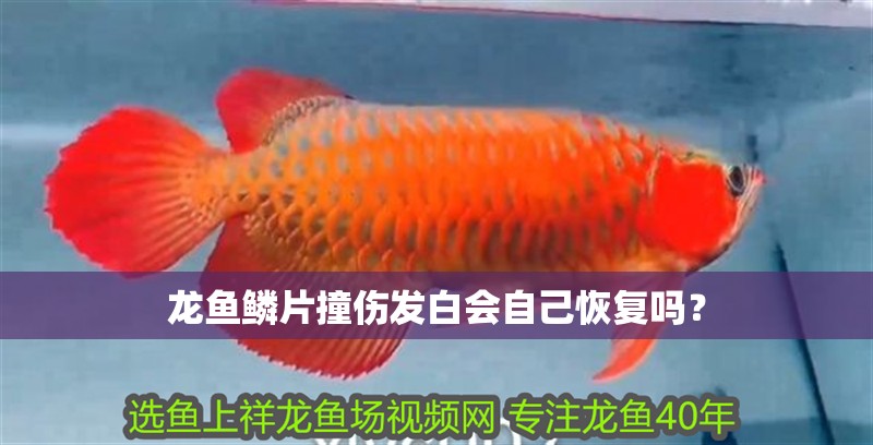 龍魚鱗片撞傷發白會自己恢復嗎？