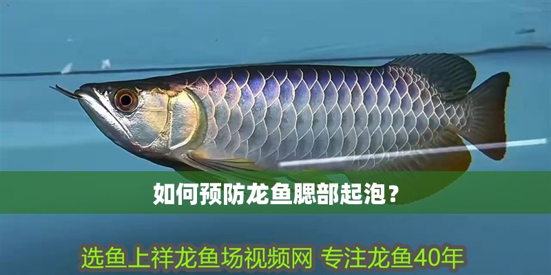 如何預防龍魚腮部起泡？