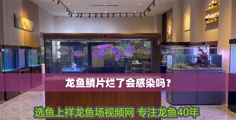 龍魚鱗片爛了會感染嗎？