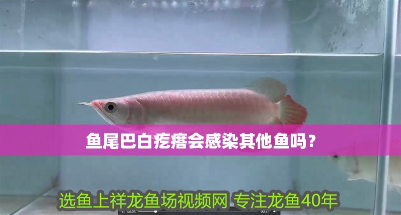 魚尾巴白疙瘩會感染其他魚嗎？ 魚尾巴白疙瘩會感染其他魚嗎？ 龍魚百科