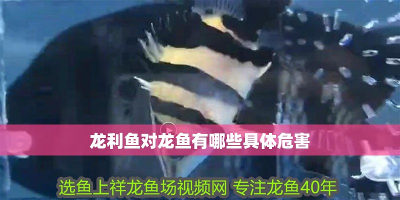 龍利魚對(duì)龍魚有哪些具體危害